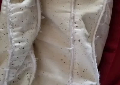 Bed Bug Exterminator