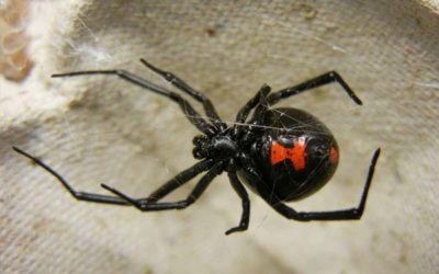 The Black Widow Spider