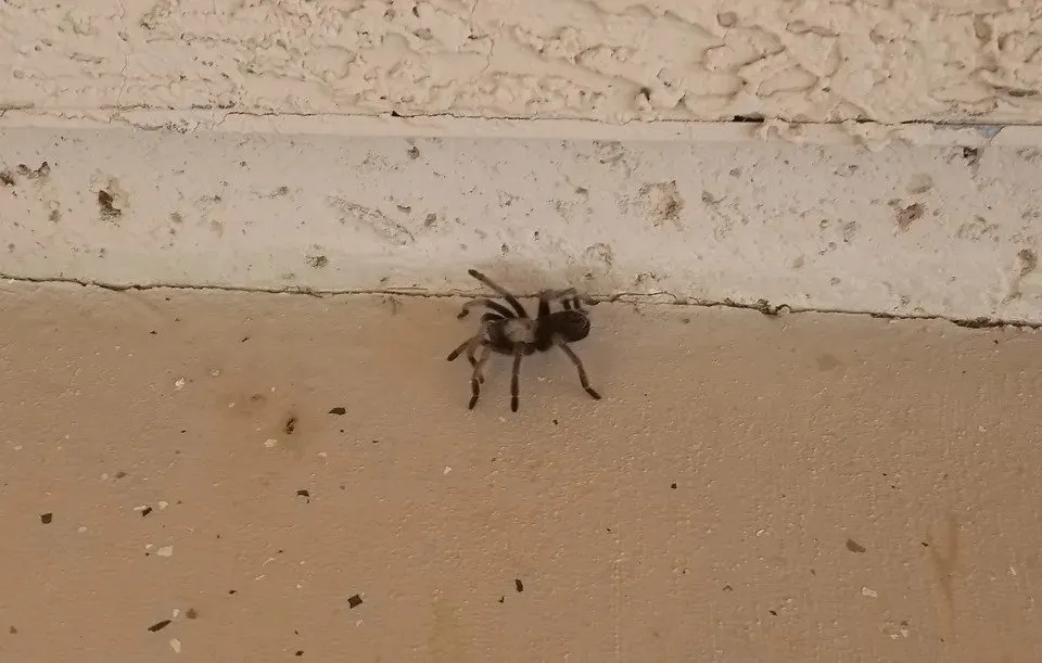 Desert Blonde Tarantula