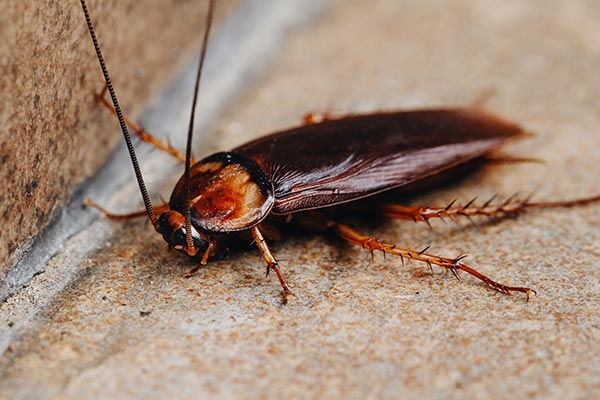 cockroach-control Pest Control Company Las Vegas