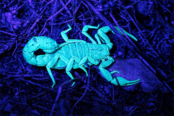 scorpion hunting