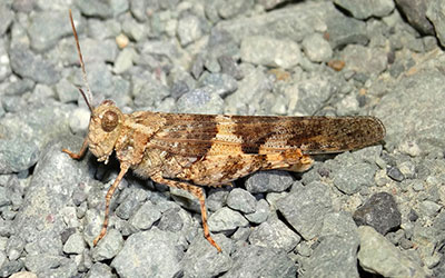 Pallidwinged Grasshoppers