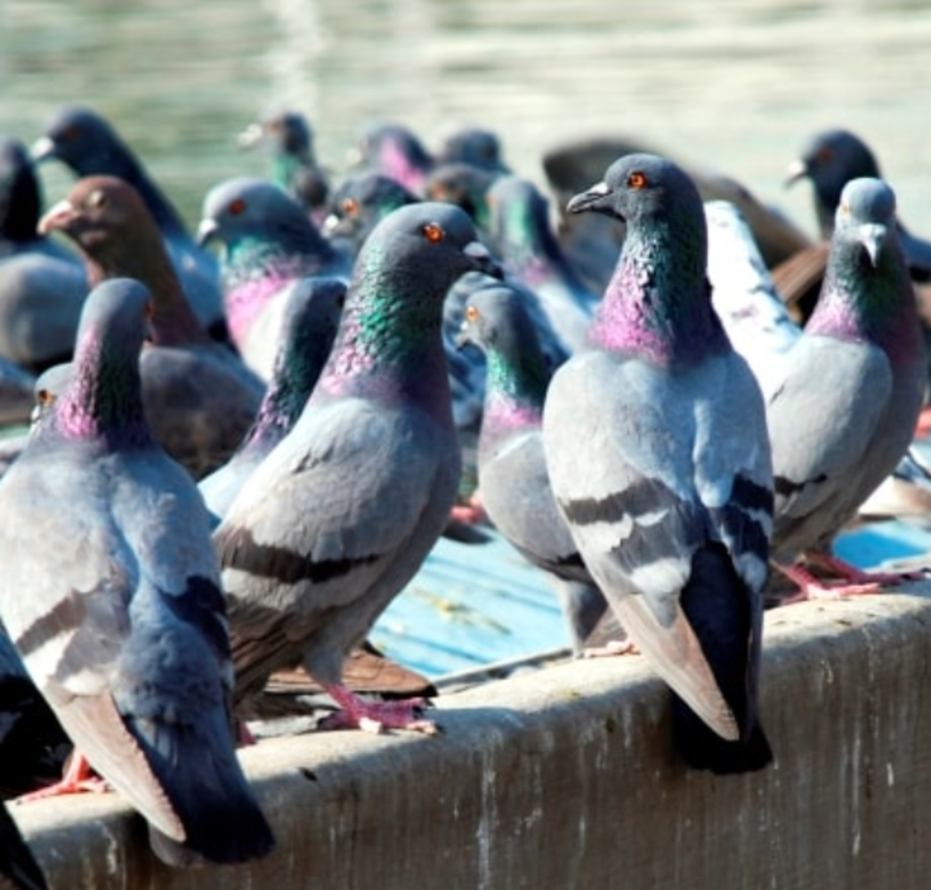 Pigeon exterminators near me