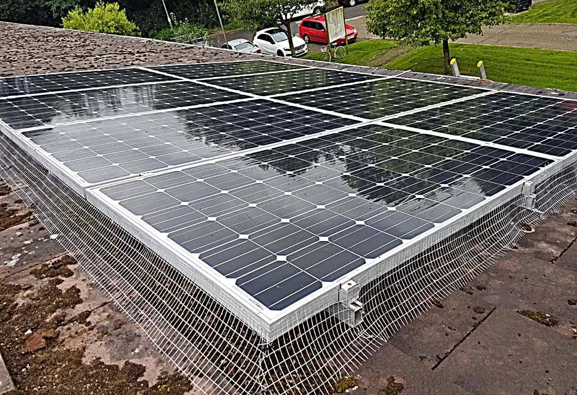 Solar Panel Pigeon Control