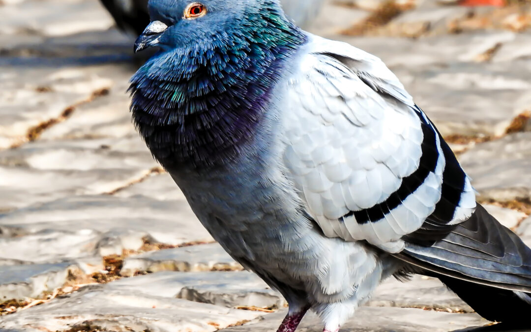 Bird Spike Installation Services