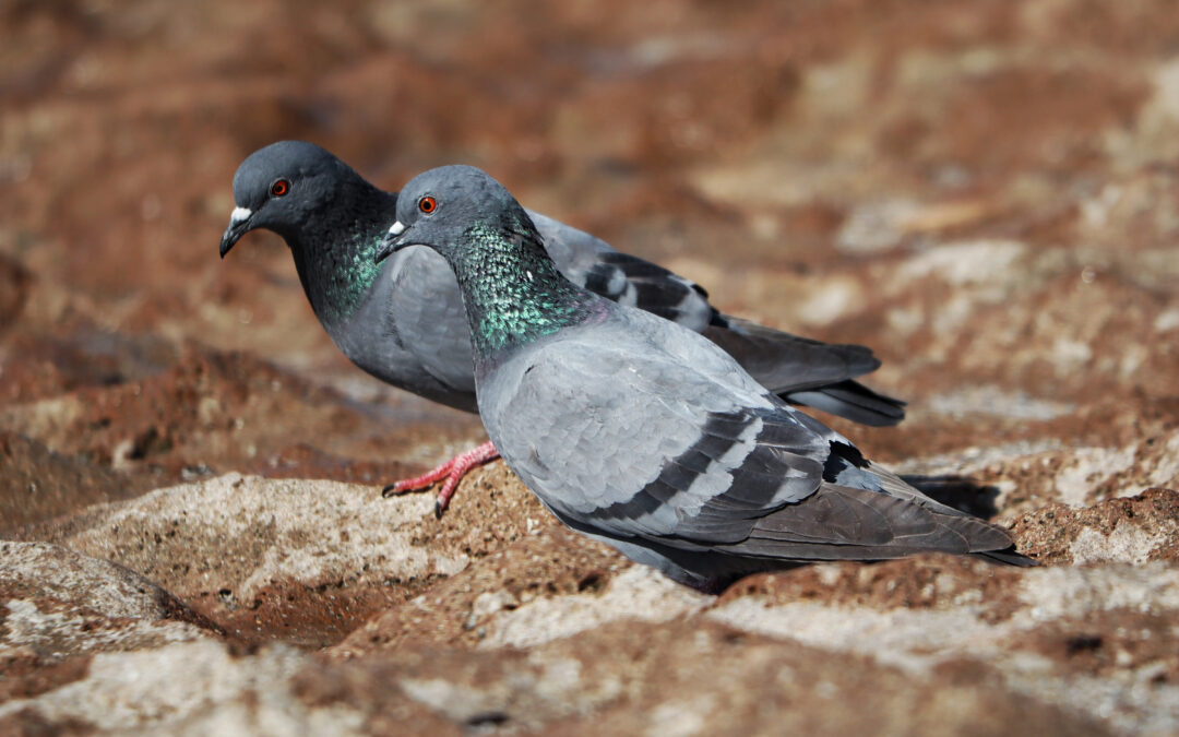 Pigeon Netting Installation