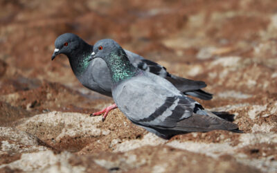 Pigeon Netting Installation