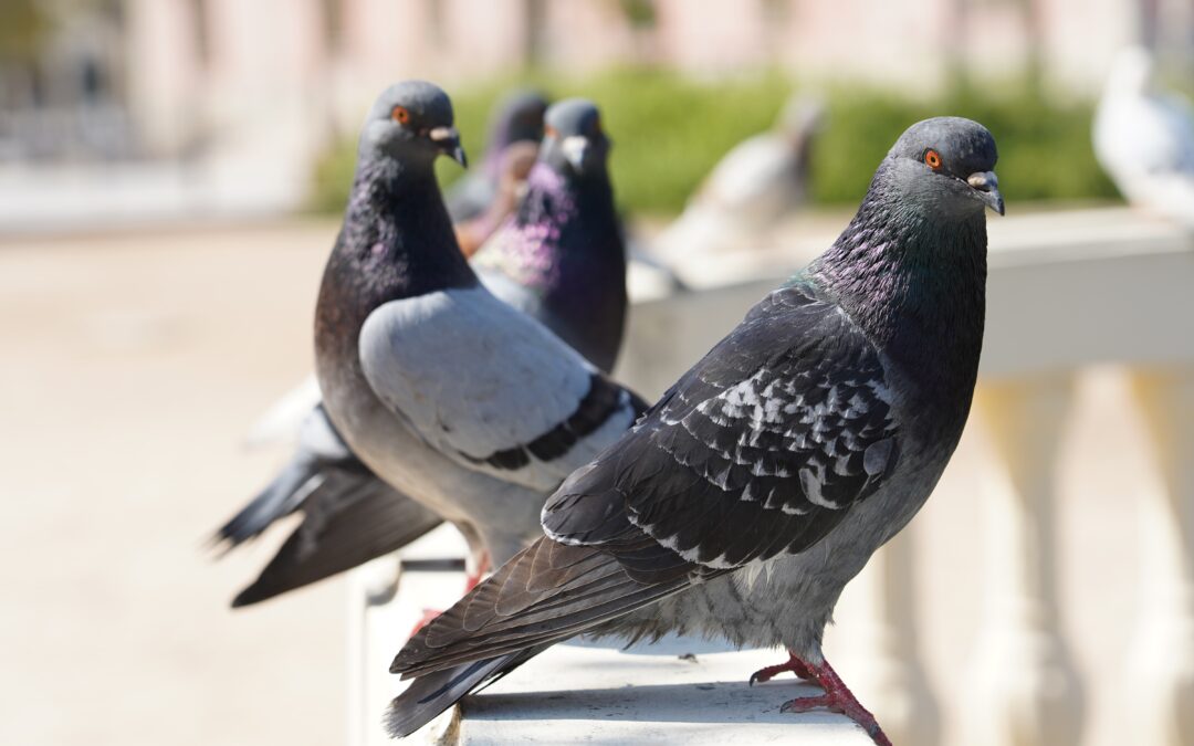 Pigeons Nesting in Roof