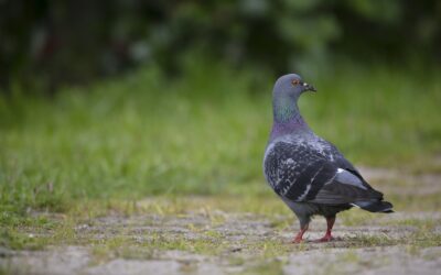Effective Pigeon Control Solutions for a Bird-Free Environment