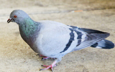 Las Vegas Pigeon Control Services: Your Winged Pest Solution