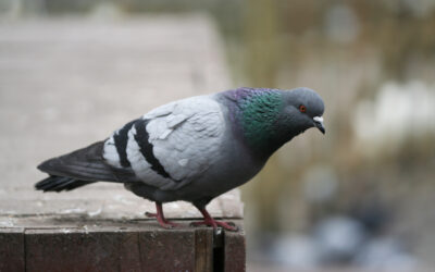 Mastering Pigeon Control: Las Vegas’s Top Services