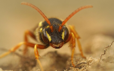 Termite Pest Control