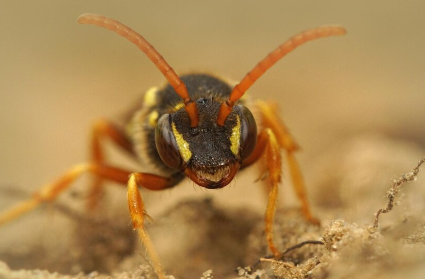 Termite Pest Control