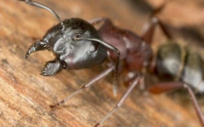 Carpenter Ant pest control las vegas