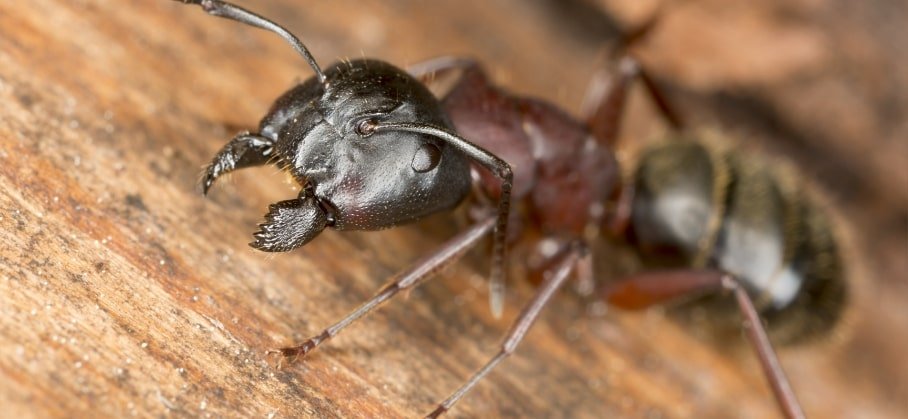 carpenter ant pest control las vegas