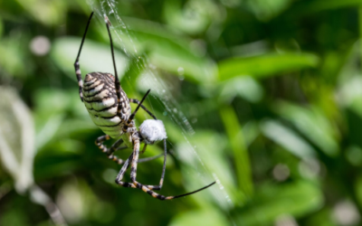 spiders in las vegas