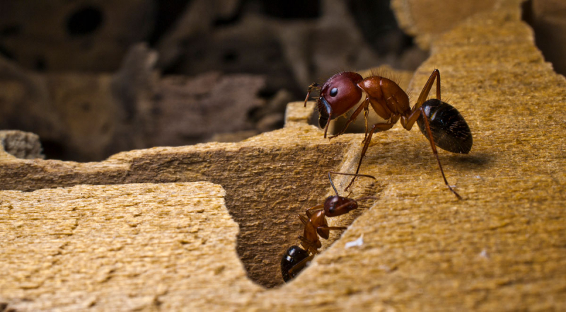 Carpenter Ants in Basement