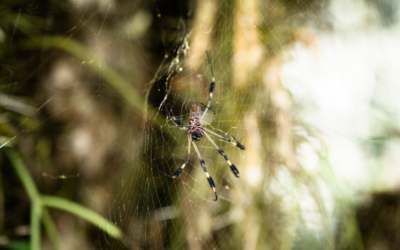 How to know if you have a spider infestations