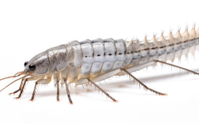 Millipede vs Silverfish
