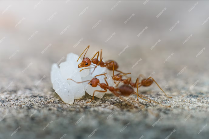 baby ants