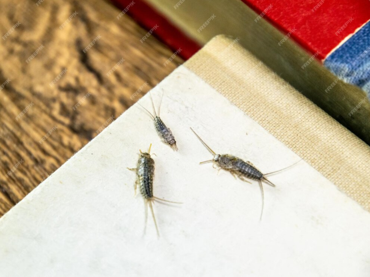 Silverfish in House