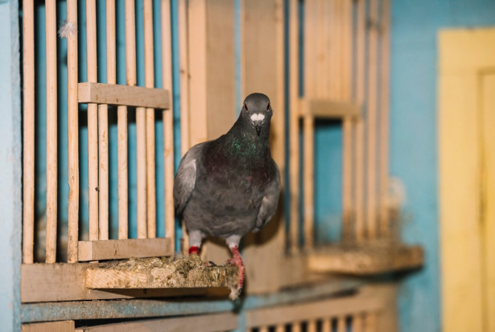 pigeon trap