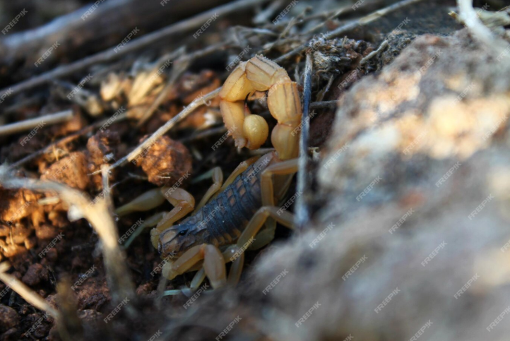 Where Do Scorpions Live