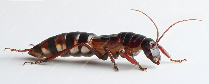 Earwigs in the Bathroom