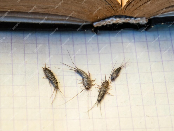 What Do Silverfish Eat