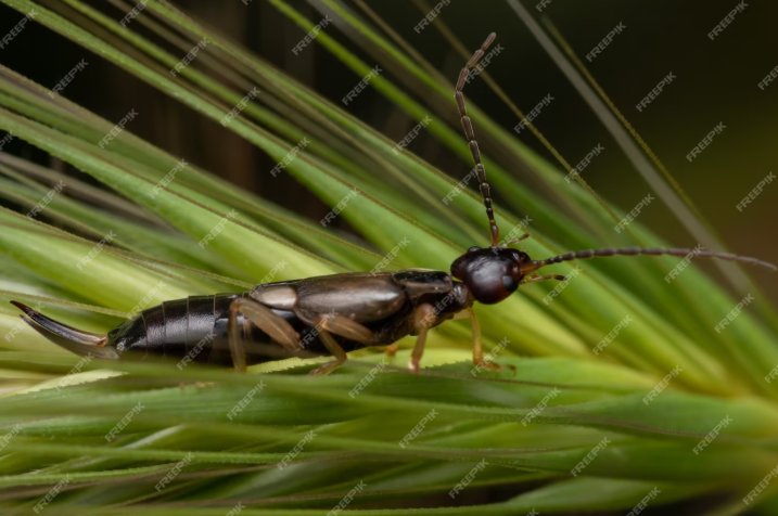 Earwig 