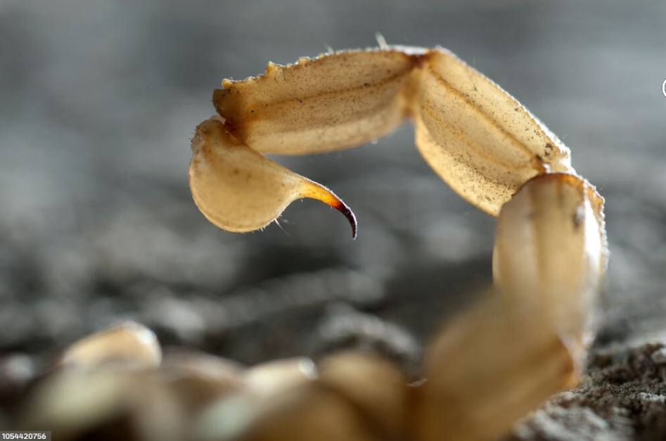 Can Scorpions Kill You?
