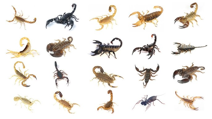 Types of scorpions