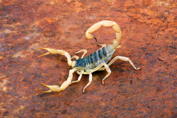 Desert Hairy Scorpions