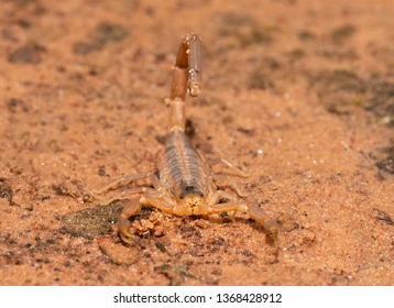 Stripe-tailed Scorpions