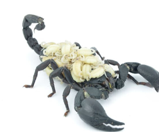 What do baby scorpions look like